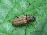 Cortodera humeralis