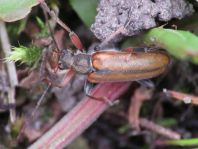 Cortodera humeralis