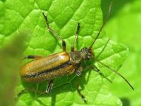 Cortodera humeralis