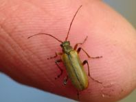 Cortodera sp.