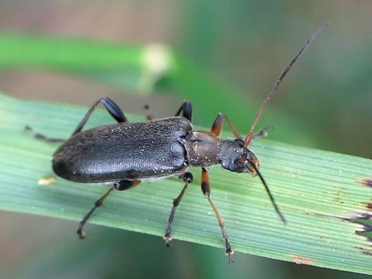 Cortodera femorata
