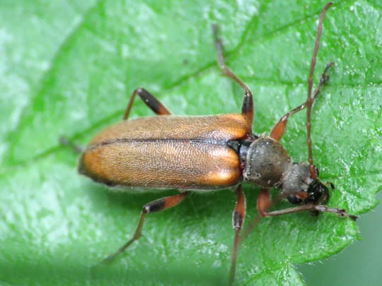 Cortodera humeralis