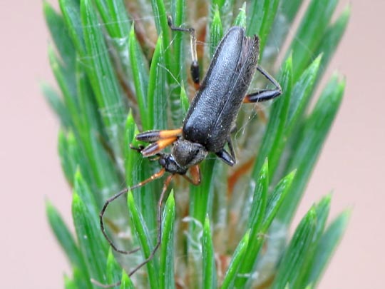 Cortodera femorata