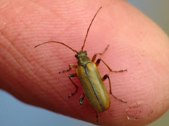Cortodera sp.