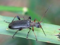 Cortodera femorata
