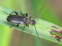Cortodera femorata