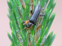 Cortodera femorata
