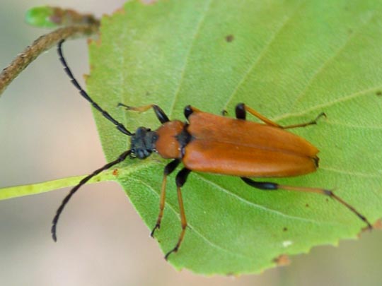 Rothalsbock, Corymbia rubra