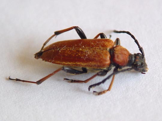 Rothalsbock, Corymbia rubra