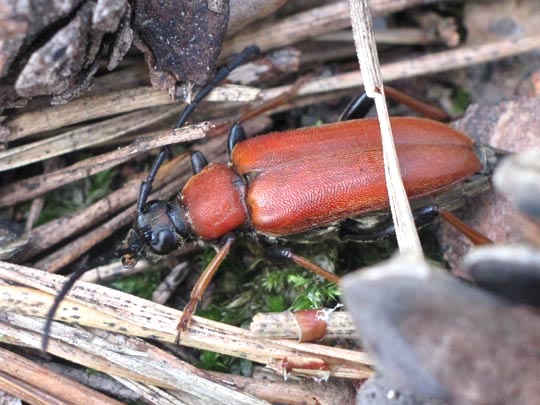 Rothalsbock, Corymbia rubra