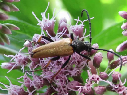 Rothalsbock, Corymbia rubra