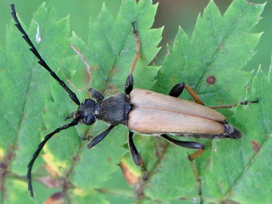 Rothalsbock, Corymbia rubra