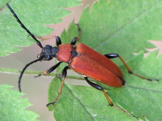 Rothalsbock, Corymbia rubra