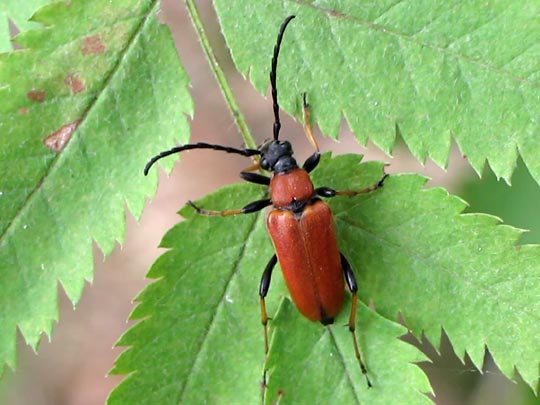 Rothalsbock, Corymbia rubra