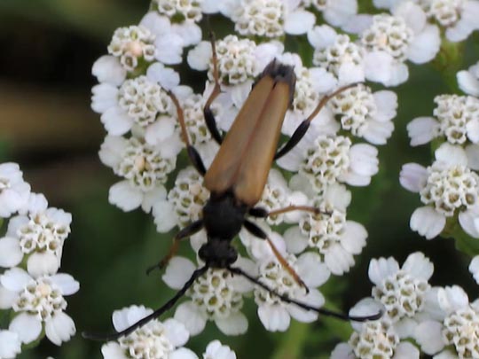Rothalsbock, Corymbia rubra