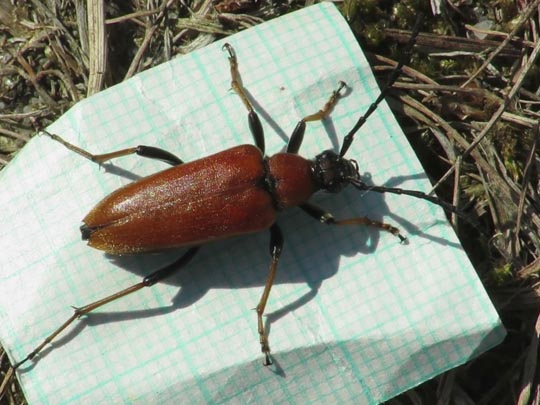 Rothalsbock, Corymbia rubra