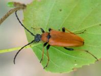 Rothalsbock, Corymbia rubra