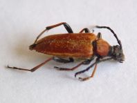 Rothalsbock, Corymbia rubra