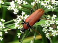 Rothalsbock, Corymbia rubra
