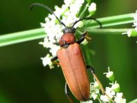Rothalsbock, Corymbia rubra