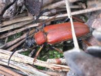 Rothalsbock, Corymbia rubra
