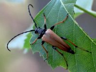 Rothalsbock, Corymbia rubra