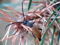 Rothalsbock, Corymbia rubra