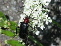 Dinoptera collaris