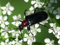 Dinoptera collaris