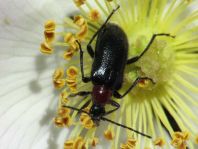 Dinoptera collaris