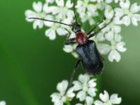 Dinoptera collaris