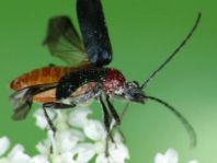 Dinoptera collaris