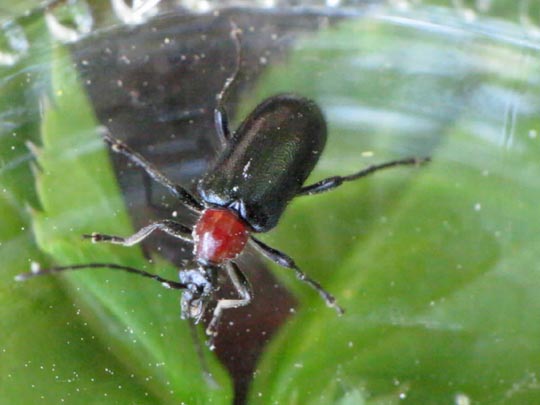 Dinoptera collaris