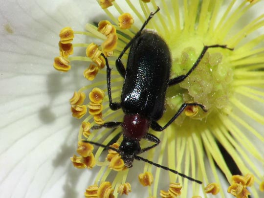 Dinoptera collaris