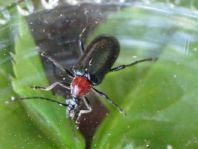 Dinoptera collaris