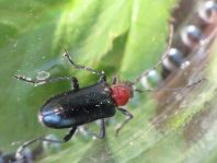 Dinoptera collaris