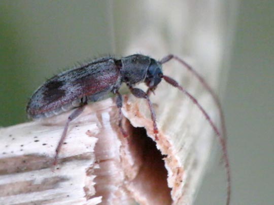 Exocentrus lusitanus
