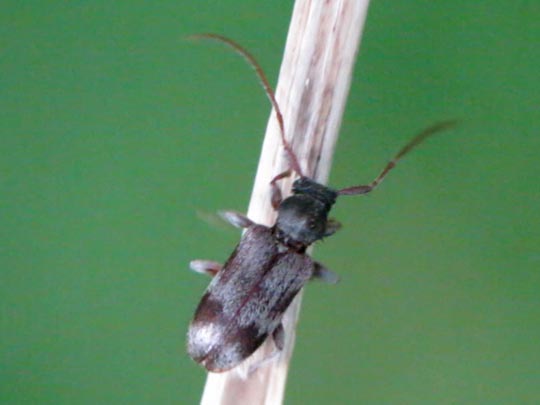 Exocentrus lusitanus
