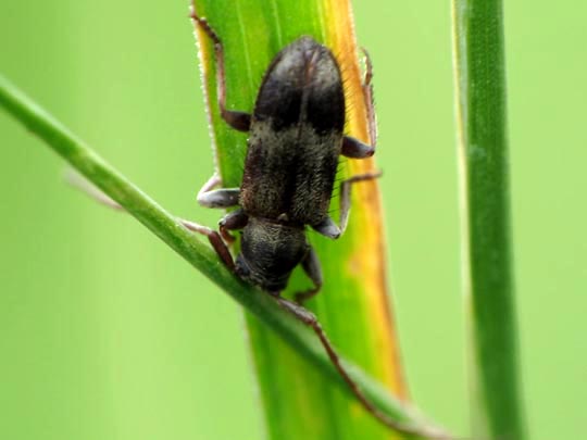 Exocentrus lusitanus