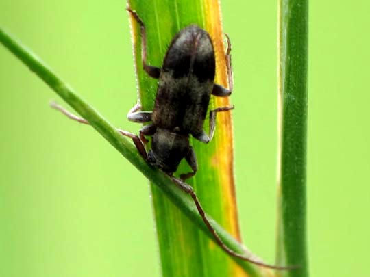 Exocentrus lusitanus