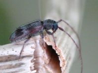 Exocentrus lusitanus