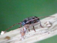 Exocentrus lusitanus
