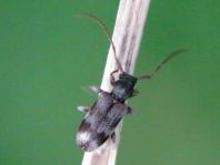 Exocentrus lusitanus