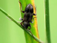 Exocentrus lusitanus