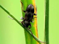Exocentrus lusitanus