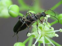 Grammoptera ruficornis