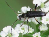 Grammoptera ruficornis