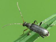 Grammoptera ruficornis