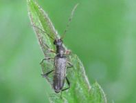 Grammoptera ruficornis