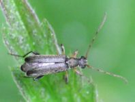 Grammoptera ruficornis